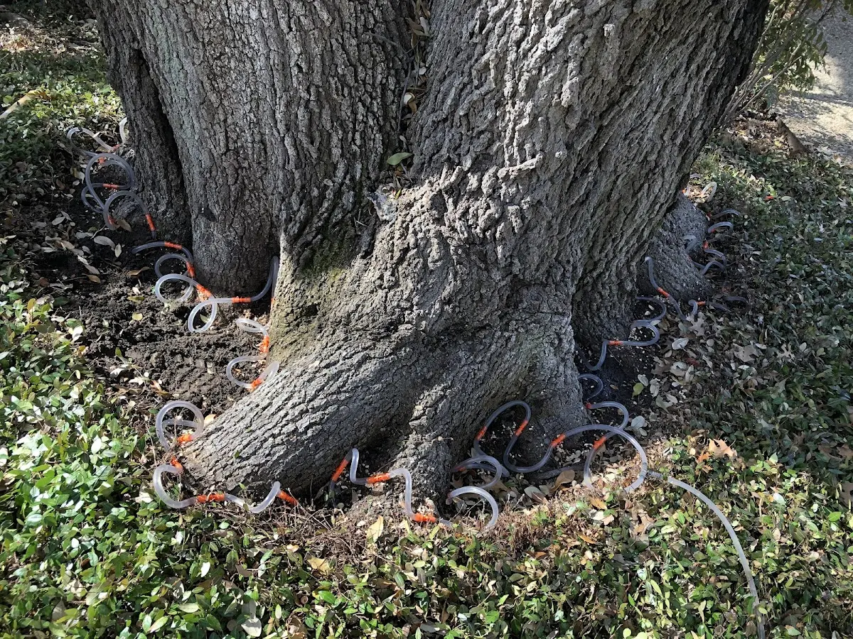 Detailed Tree Cabling and Bracing job site in Bronx