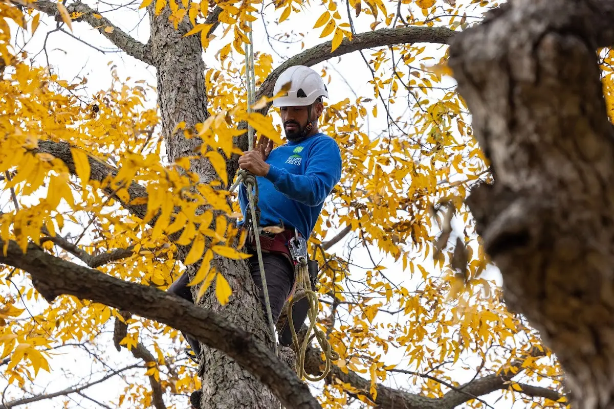 Skilled Tree Planing crew working in Bronx